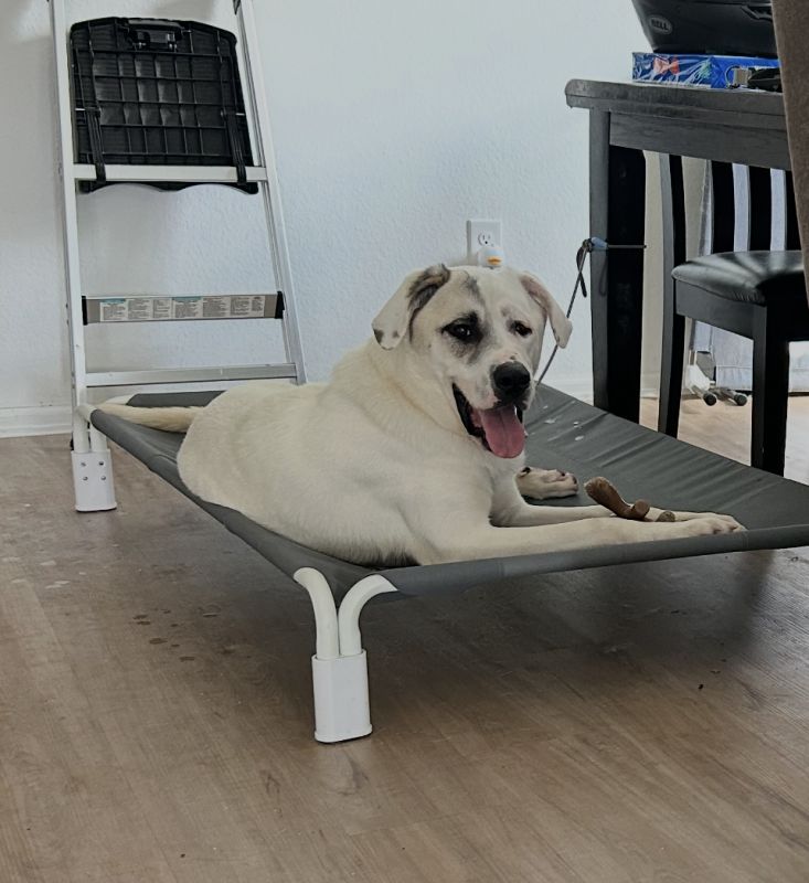 Archie