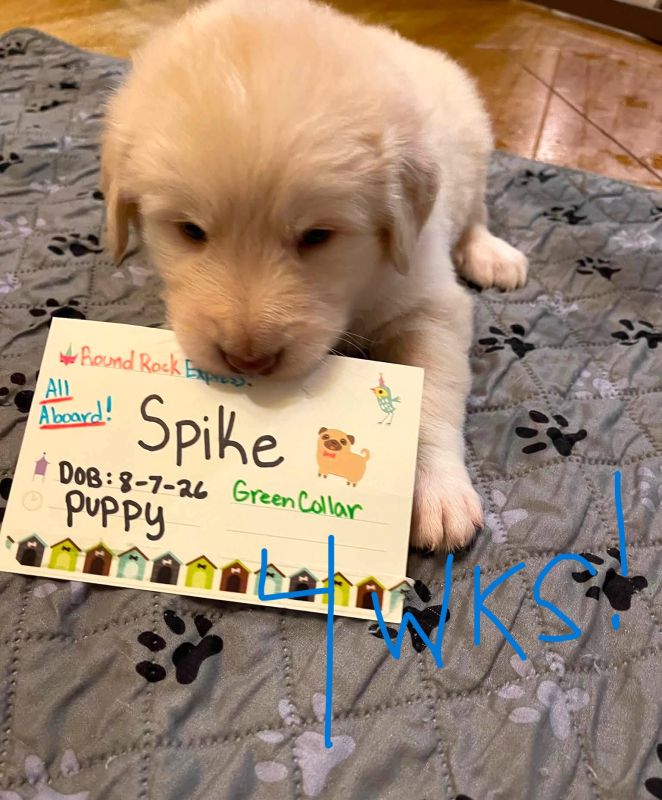 Spike