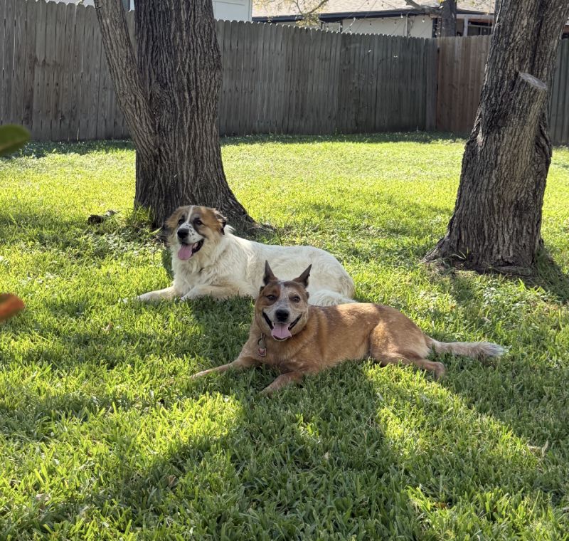 Pebbles /LUNA