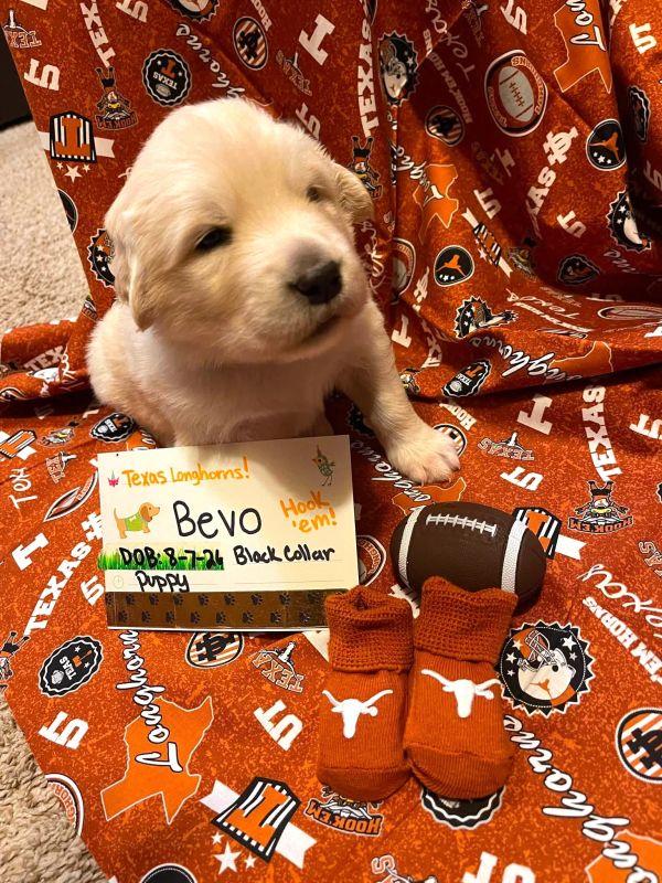 Bevo