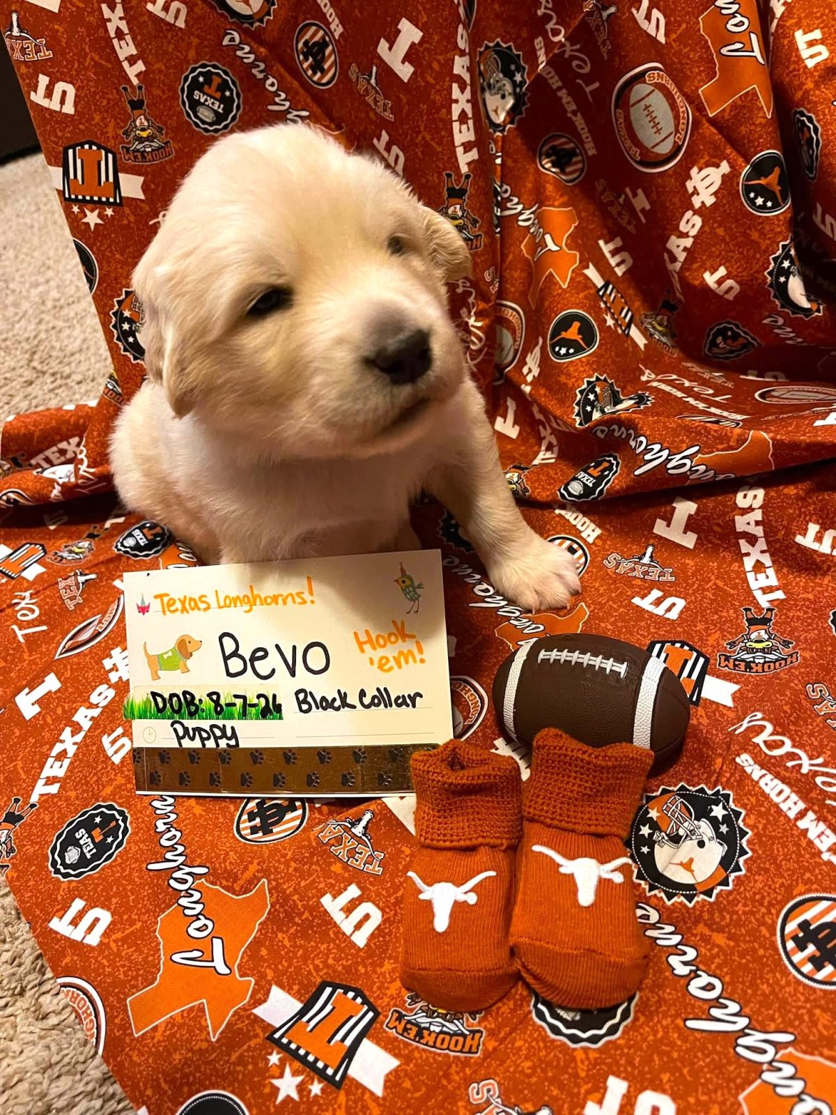 Bevo
