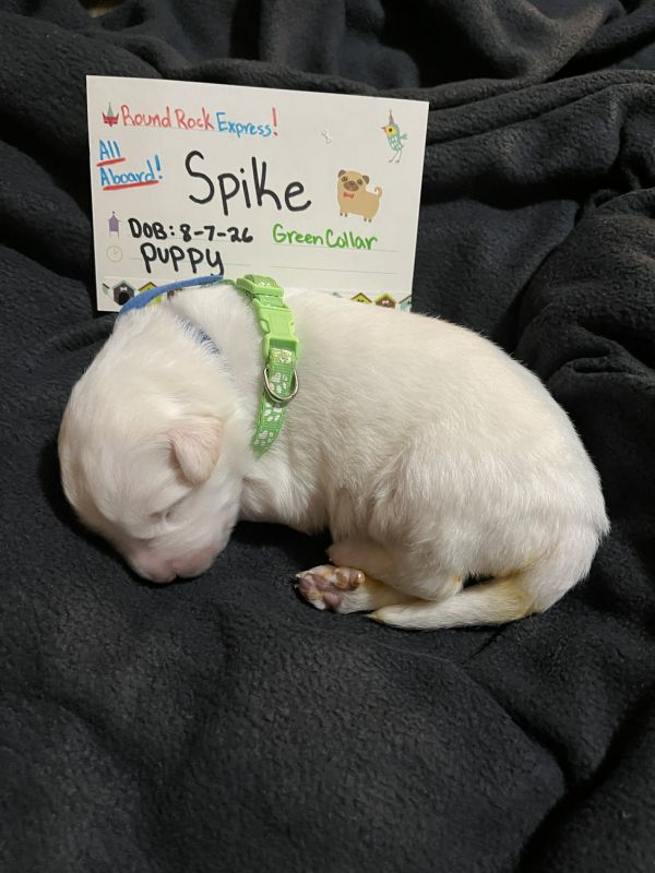 Spike