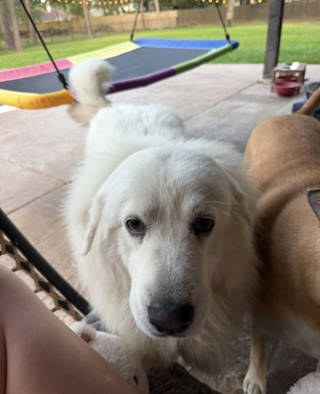 Lumi