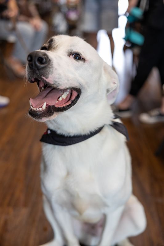 Archie