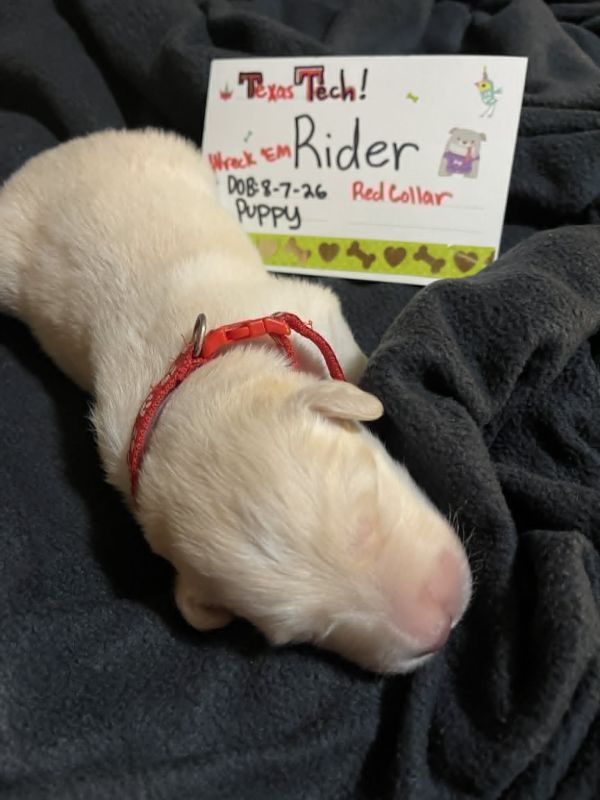 Rider