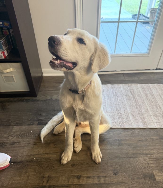 Pippa