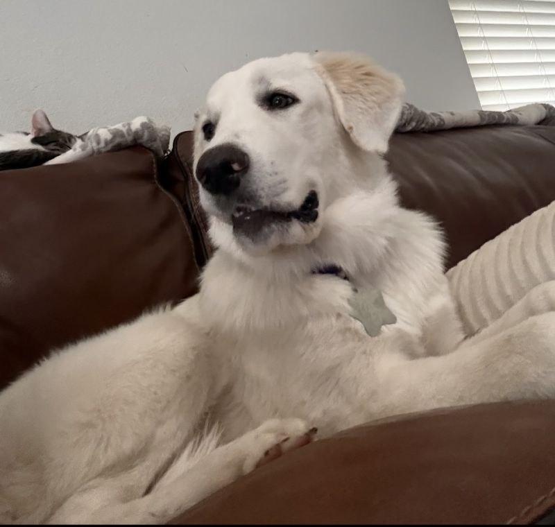 Pippa