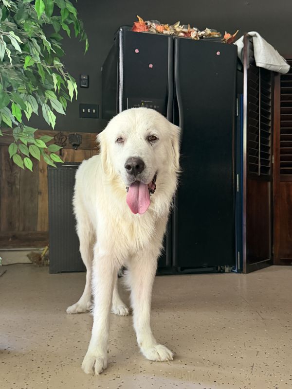 Higgins