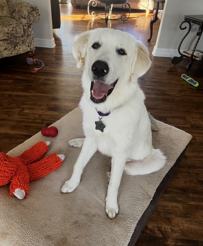 Pippa