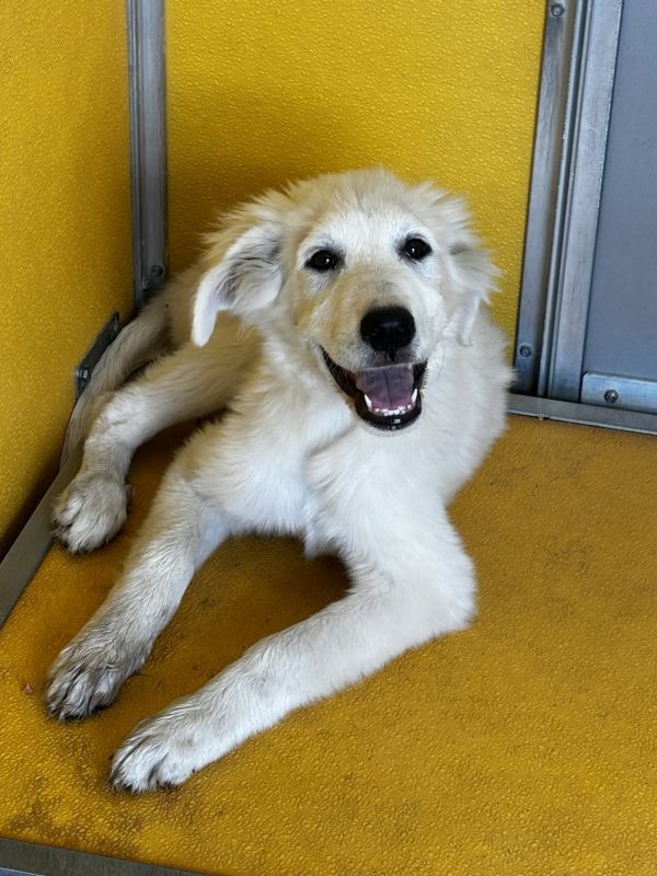 Piper