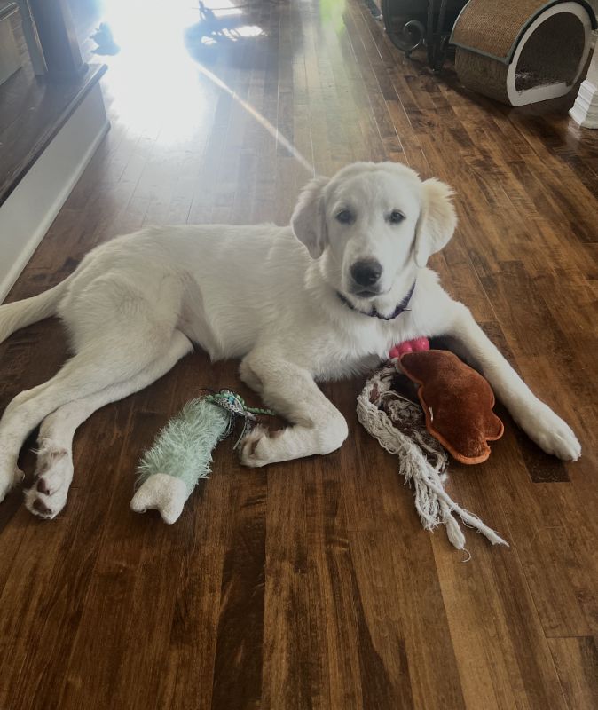 Pippa