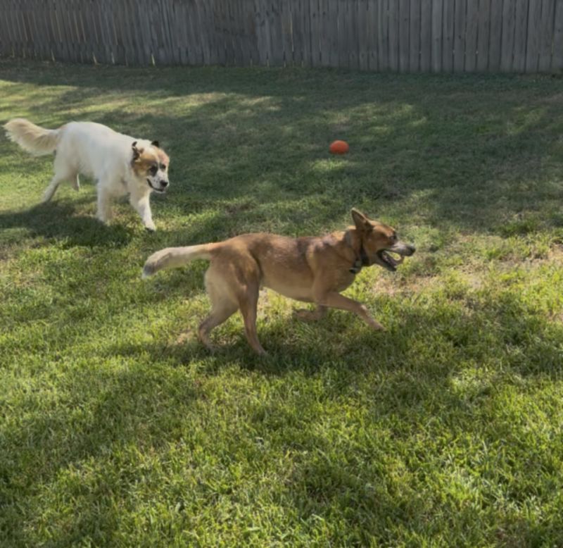 Pebbles /LUNA