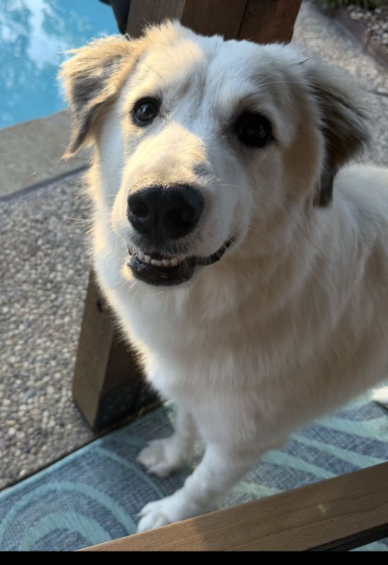 Juniper