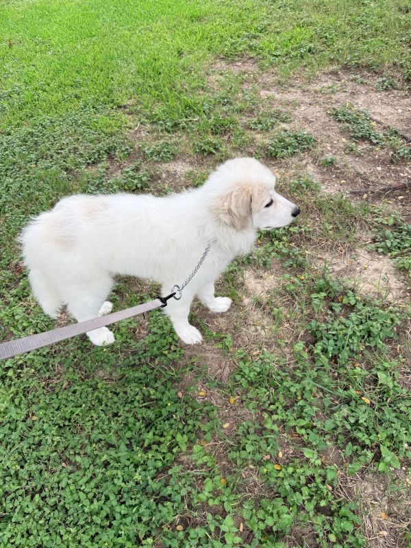 Calisto