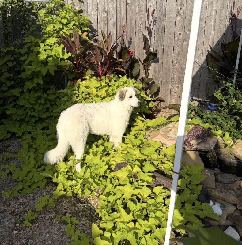 Juniper