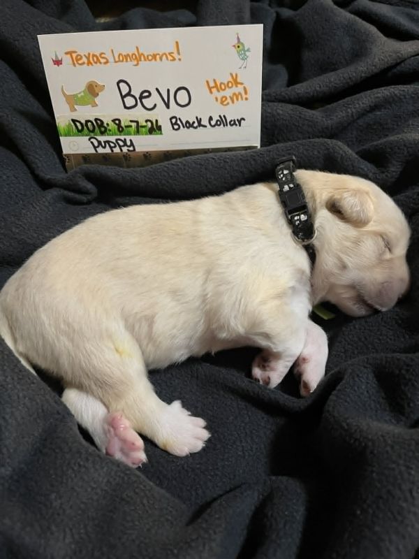 Bevo