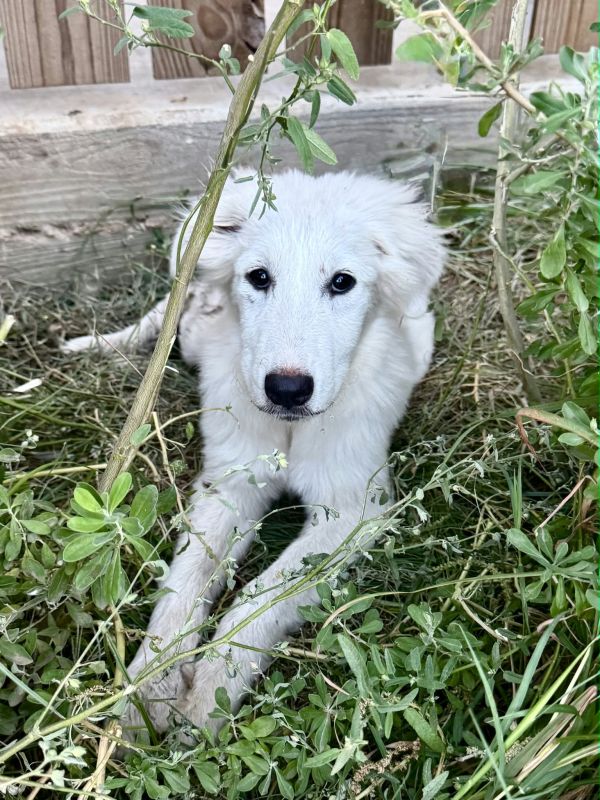 Piper