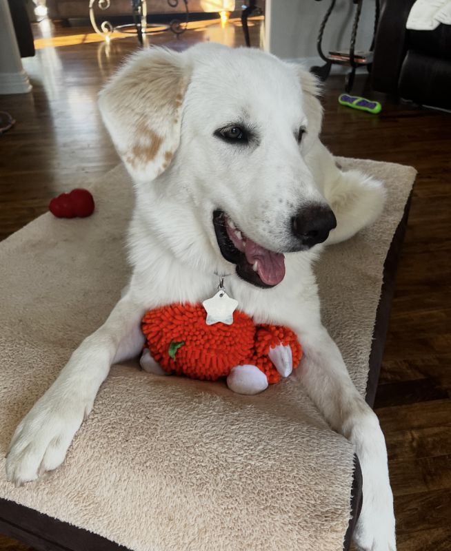 Pippa