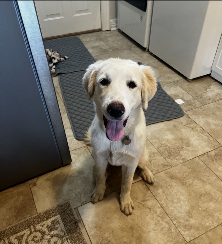 Pippa