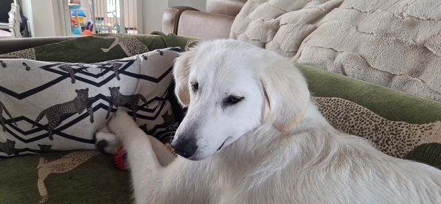 Elsa