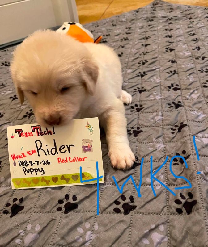Rider