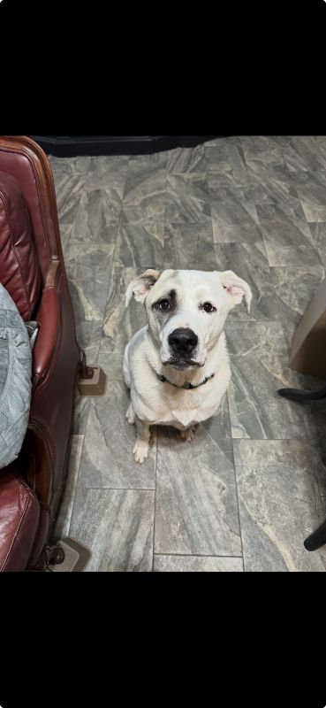 Archie