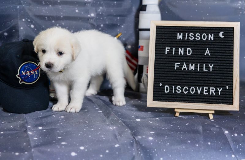 Discovery