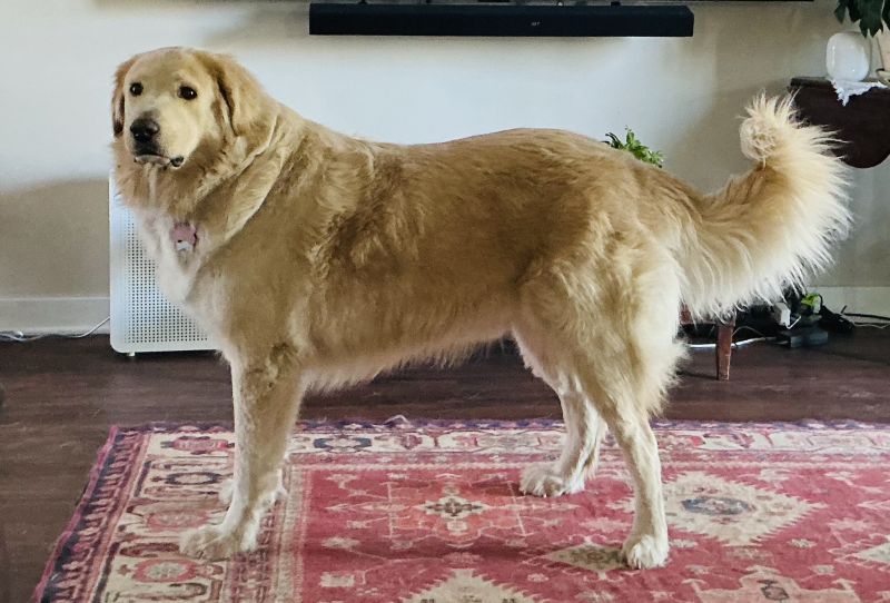 Augustus “Augie”
