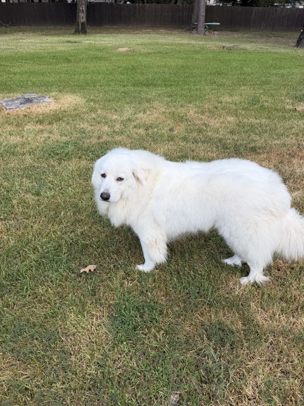 Lumi