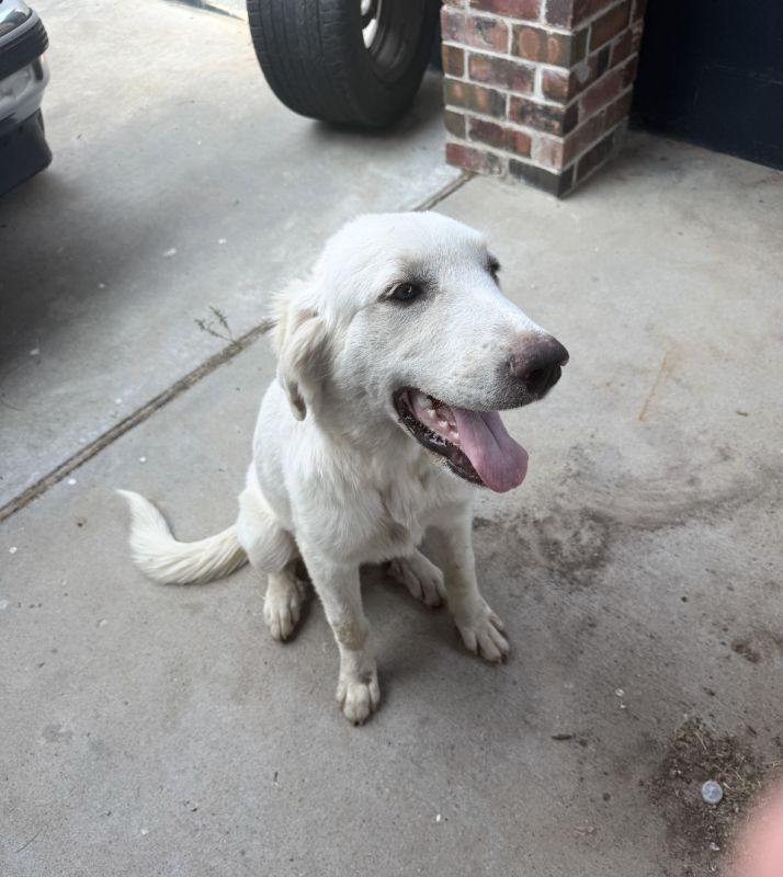 Pippa