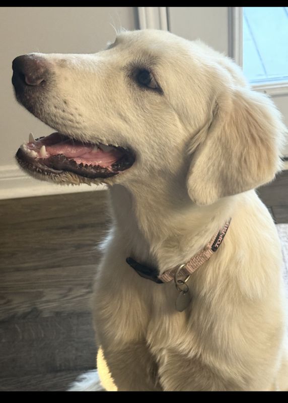 Pippa