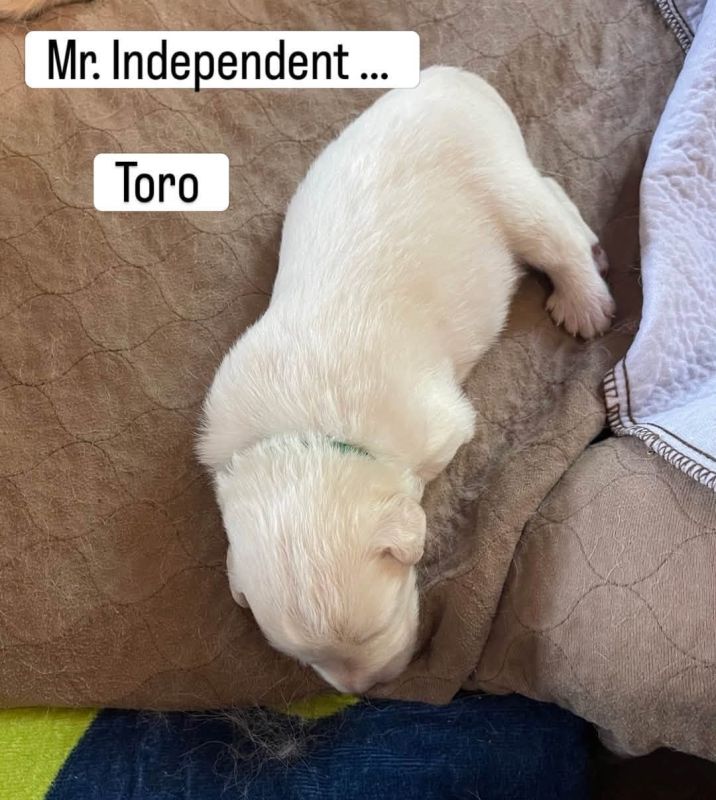 Toro