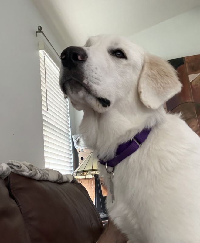 Pippa