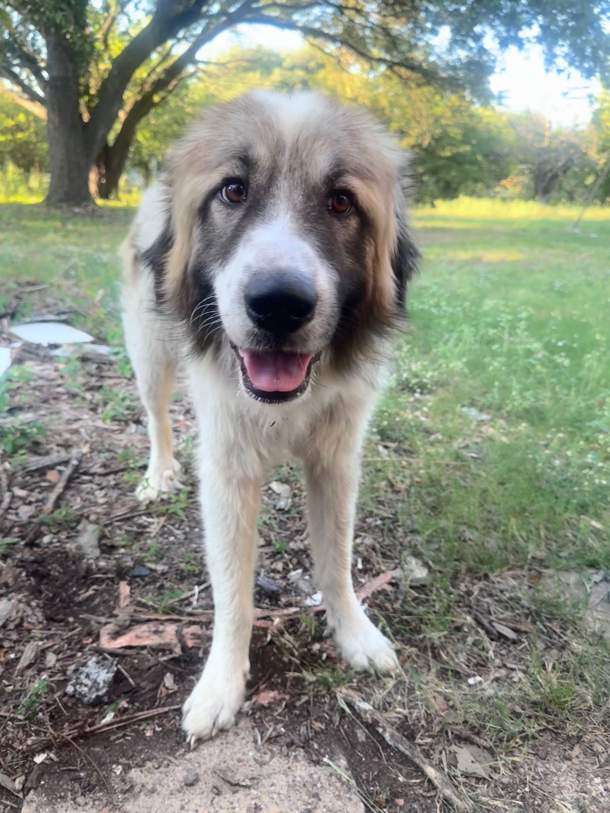 Buster Brown