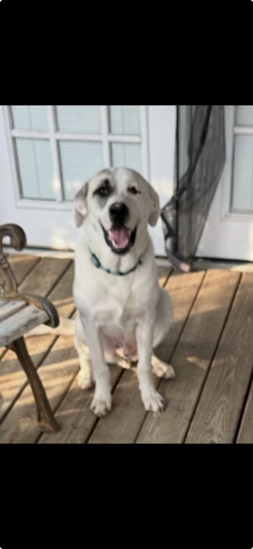 Archie