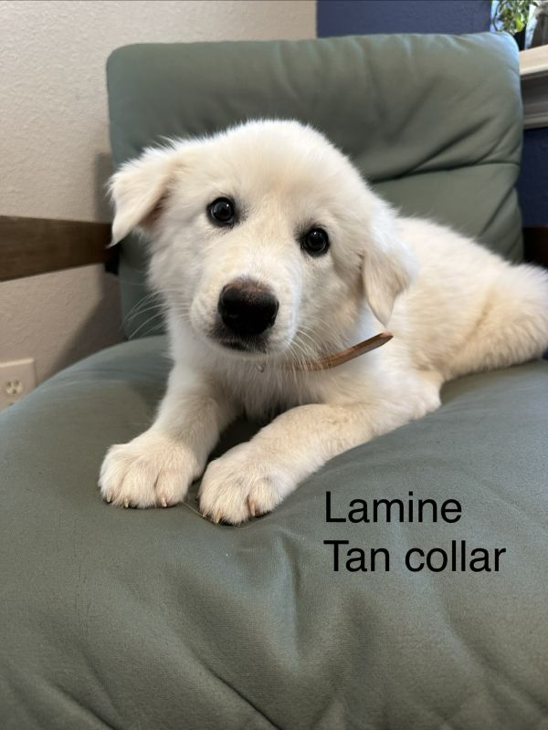 Lamine