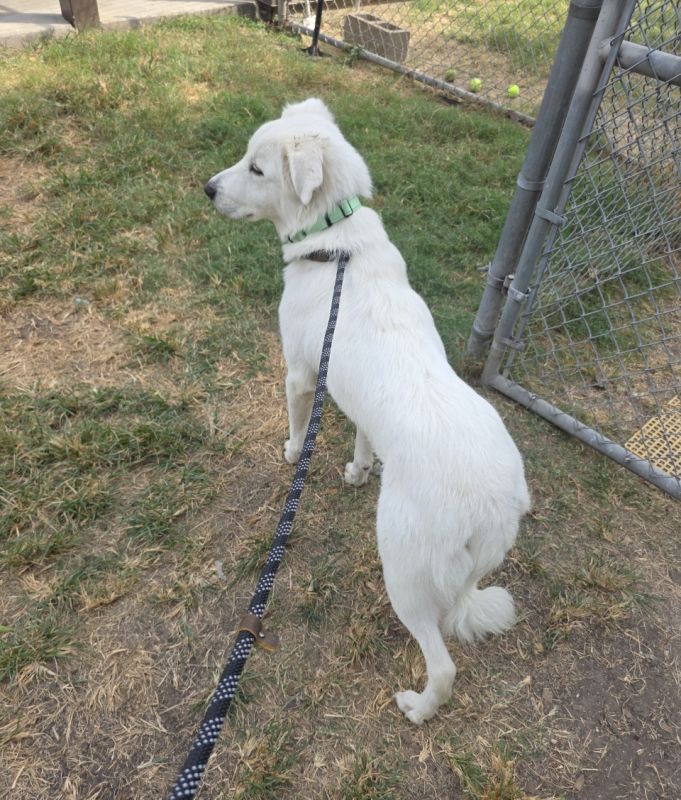 Emmy