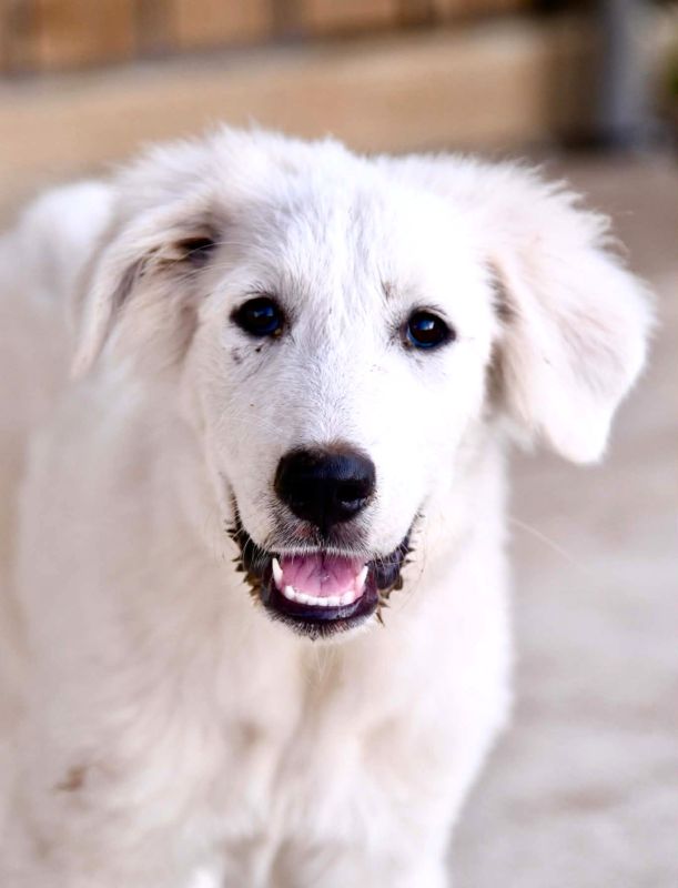 Piper