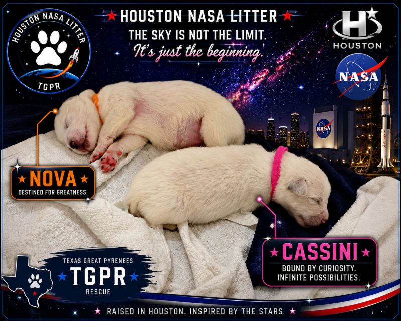 Nova